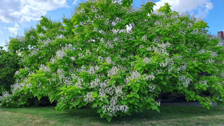 Catalpa